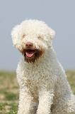 LAGOTTO 136